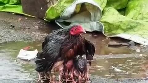 Mother loves to child