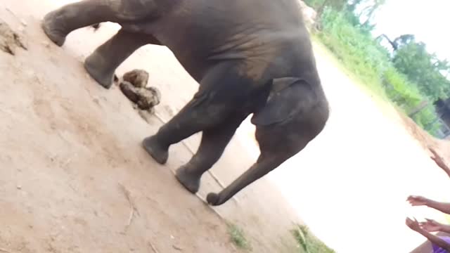 A baby elephant playing