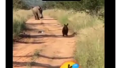 Funny video