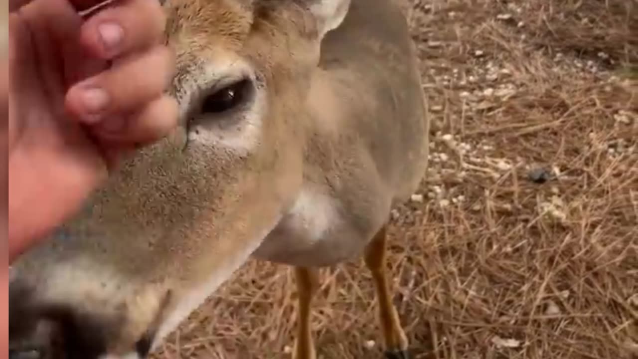 Friendly pet,deer 🦌🦌🦌🦌🦌, cool video,pet video,pet storye