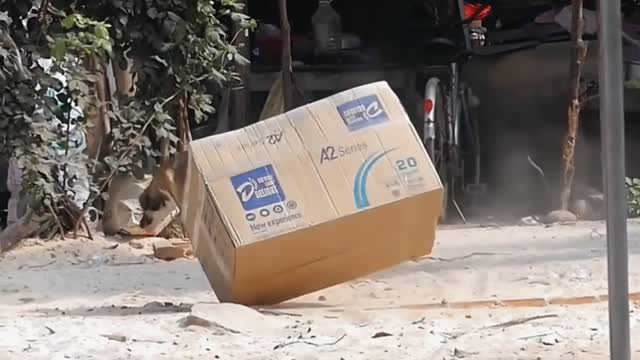 Dog and the box 😂 best funny video in 2022