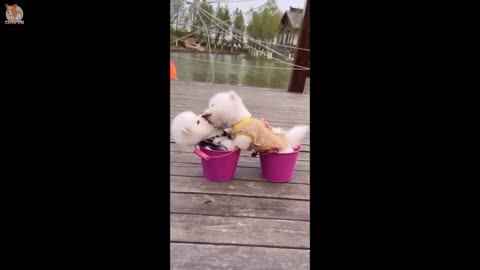 Cute funny puppies