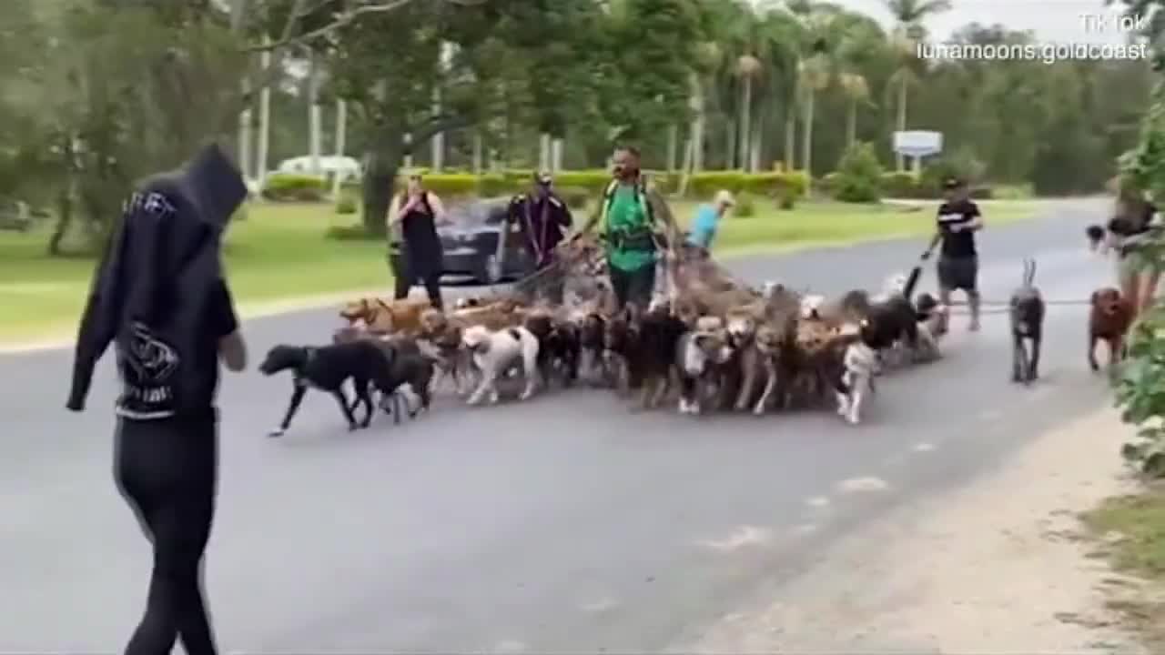 Man attempts to break world record for dog walking with 55 dogs