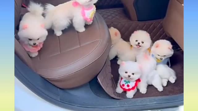 Funny_and_Cute_Dog_Video_🐕🐕