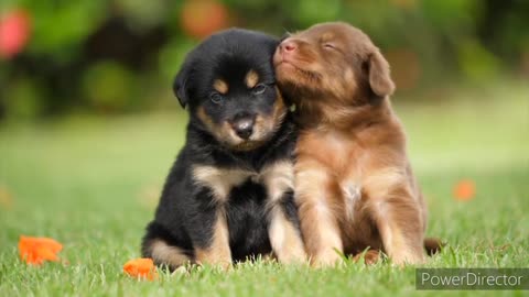 DOG KISS