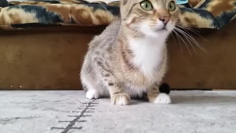 Cat watching pure horror