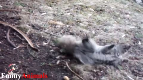 Drunk animals funny videos