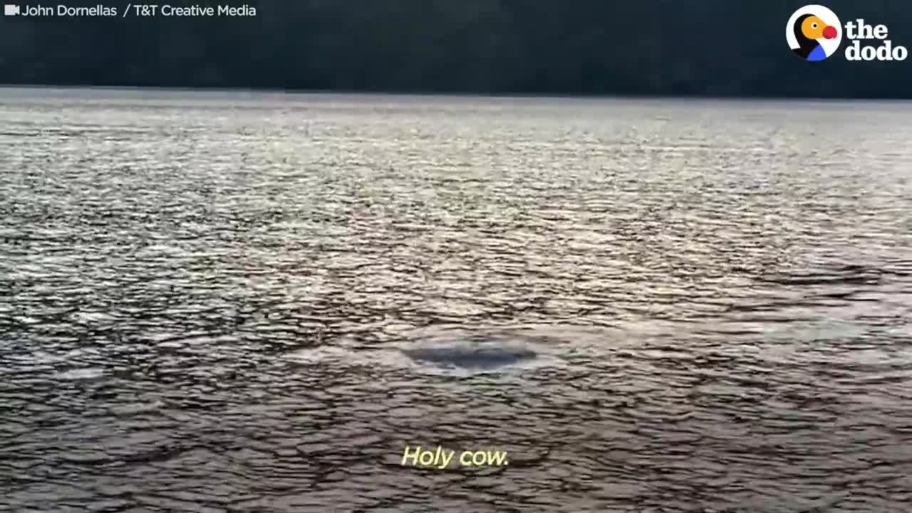 Otter Jumps On Guy’s Boat To Escape Orca _ The Dodo