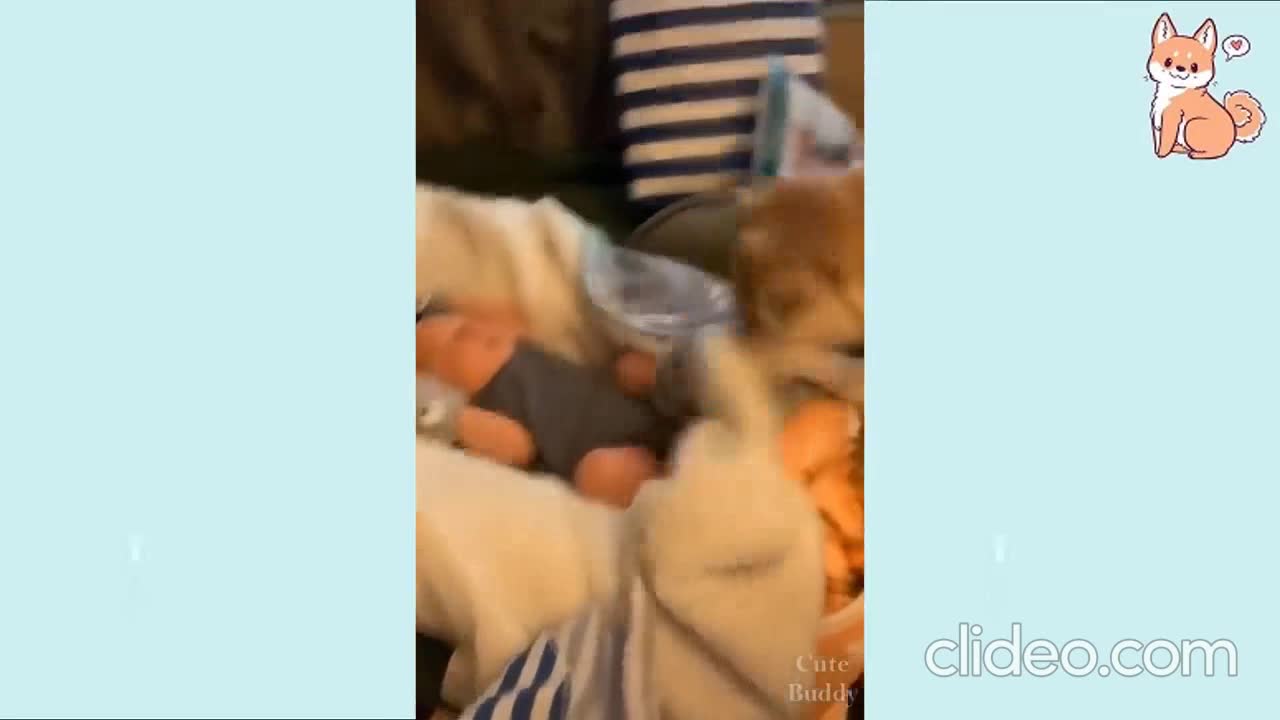 Golden Retriever puppy🐶 only wants to protect newborn baby👶🏼