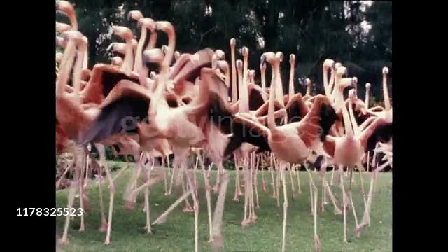 Running Flamingos