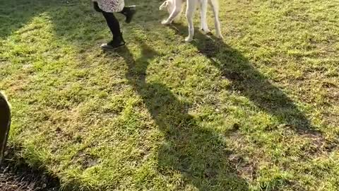 Girl teaching her new puppy some tricks