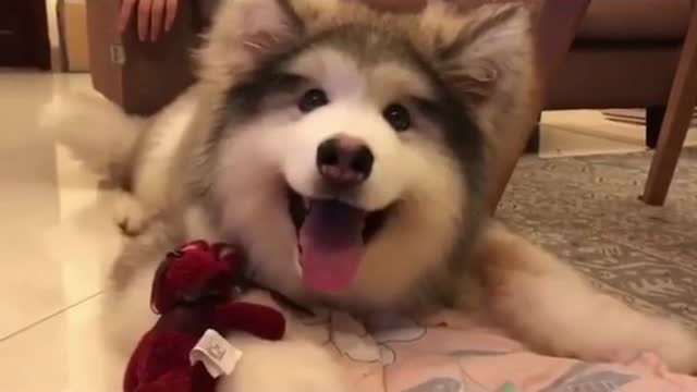 Can get over husky puppies