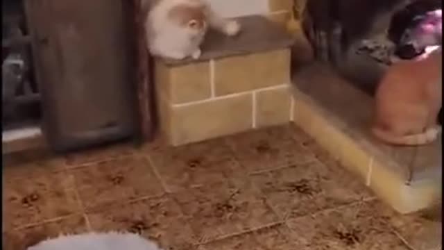 Cats-meeting---Funny-Cats-videos / Funny-Animals