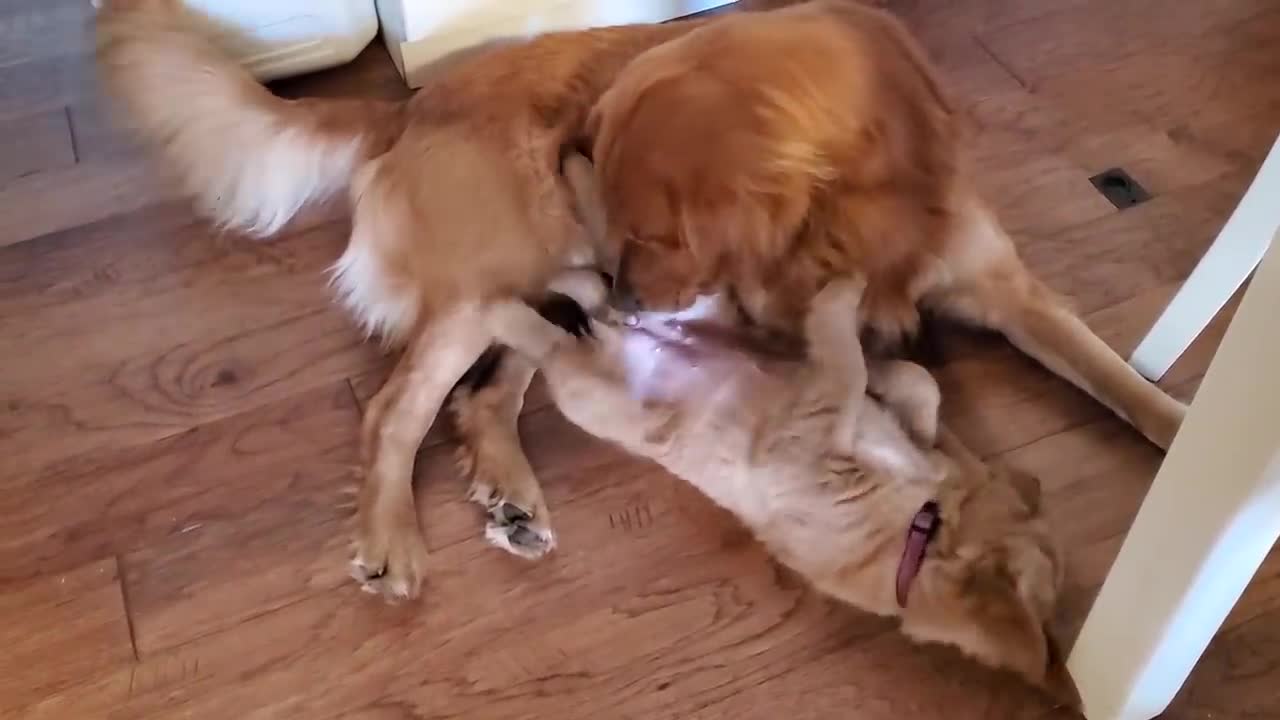 Golden Retriever Daddy Tells Daughter Playtime is OVER!!!