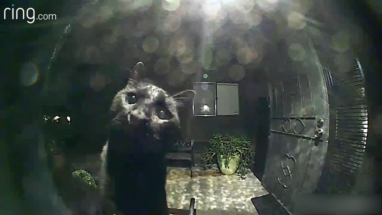 No Superstition Here! Neighborhood Cat Comes By To Say Hello Via Ring Video Doorbell