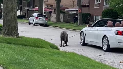 Owner Walks Dog From The Driver's Seat