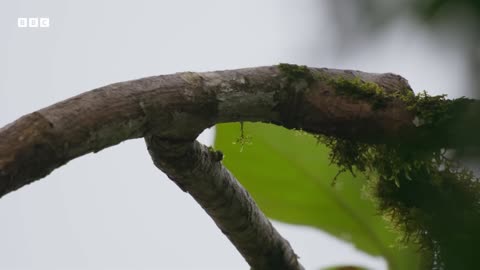 Devoted Hornbill Delivers Food To Mate | Planet Earth III | BBC Earth