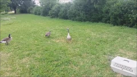 Rescuing Baby Goose Caught by Snapping Turtle!