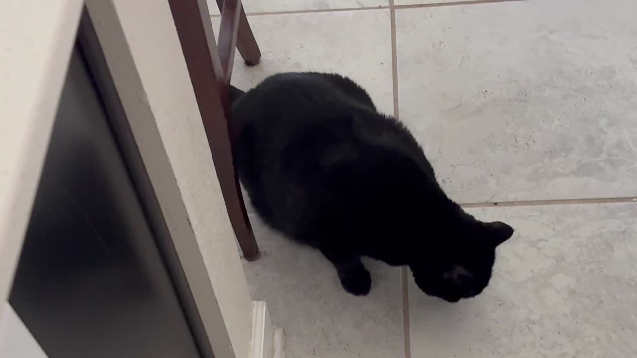 Cute Precious Piper Loves Her Kitty Treats - Adopting a Cat from a Shelter Vlog