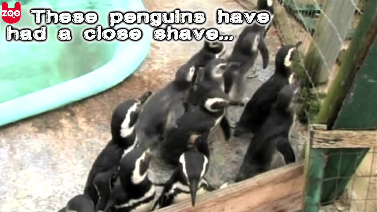 Lost Penguins Rescued From Oil Spill