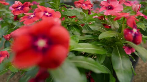 close-shot-of-flowering-plants-in-a-nursery