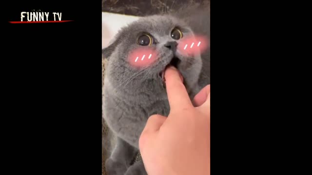 Funny cats videos ever funny cute cats Cat fun