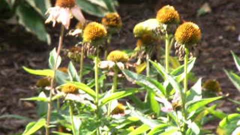 American Goldfinch on Coneflowers