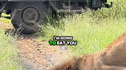 Thirsty King Lion's Close Encounter with Safari Tourists