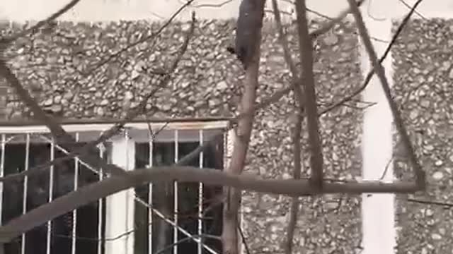 Smart squirrel in the yard