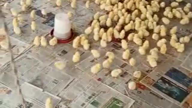 Chicken