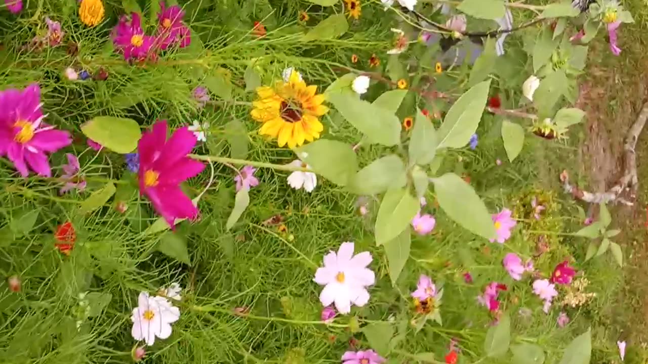 Small flower beds go a long way to help feed bees