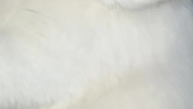 White cats osu skin meme