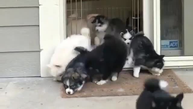 Go out snort