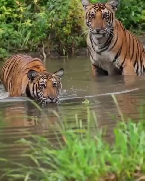 MOM TIGER WITH ITS CUB IN THE WATER
