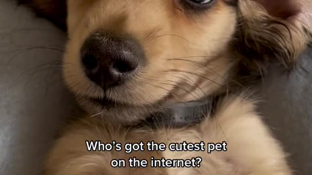 Who's got the cutest pet on the internet