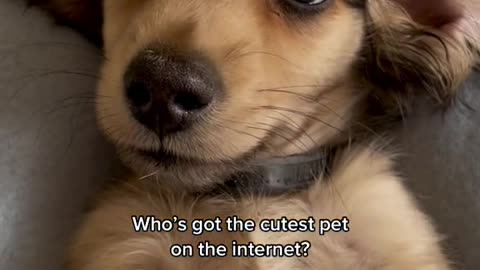 Who's got the cutest pet on the internet