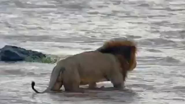 A Lion crosses Mara river In Kenya to go meet his brother on the other side of the river