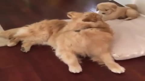 Gentle dog dad