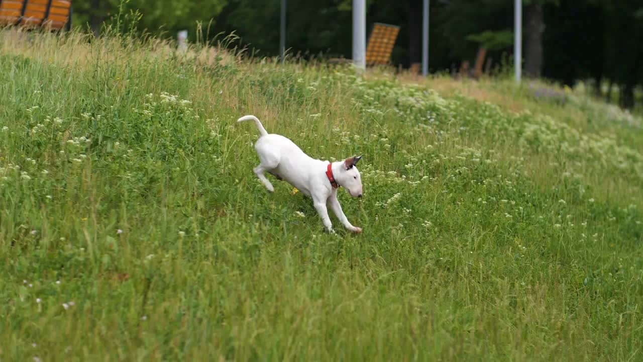 Dog running and jumping