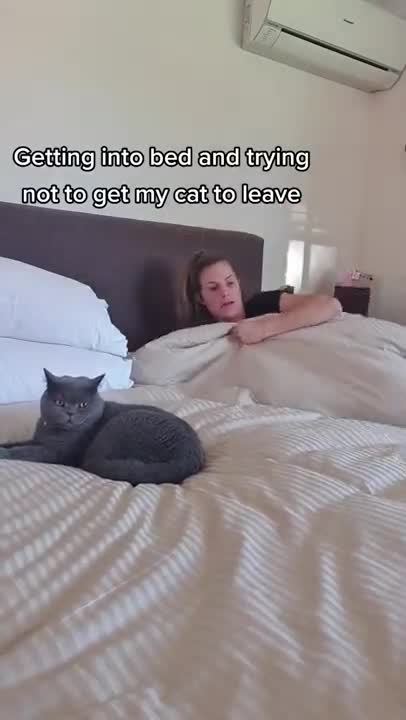 4.Cats and dogs _ cats meowing _ cats funny videos #shorts