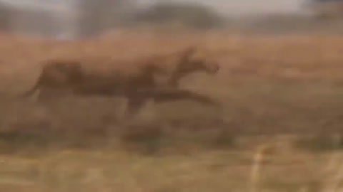 Waild Life Brave Giraffe kick five Loins To save baby -