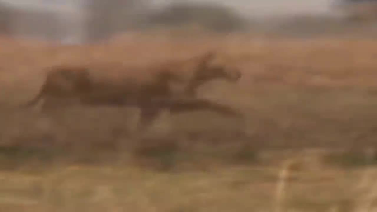 Waild Life Brave Giraffe kick five Loins To save baby -