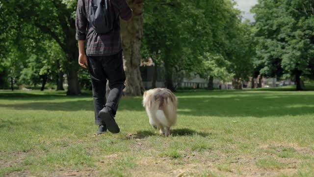 A man walks with an Australian shepherd in the park