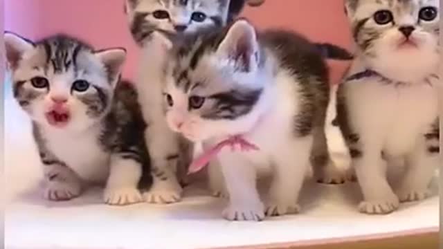 Cats are So funny #PART1 FUNNY CAT VIDEOS TIK TOK