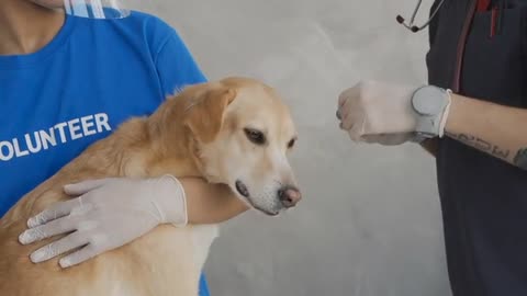 Veterinarian Checking the Ear of the Dog