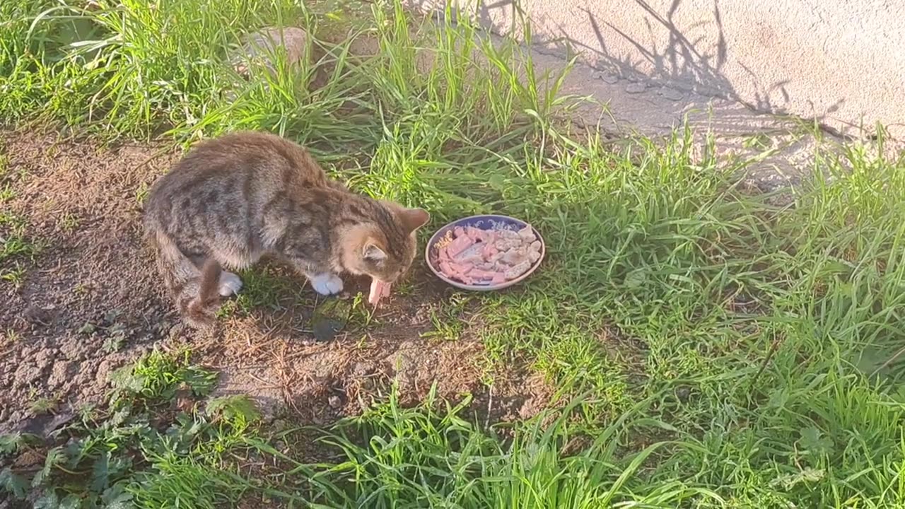 Cute kitten eats food. Curious kitten.