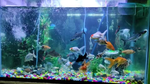 Lovely Aquarium fish #Petlove #petLover #Aquariumfish #Goldenfish #Shark #Angelfish #Aquarium