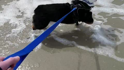 Corgi sees ocean for the first time