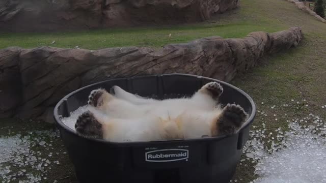Polar Bear Nora Has An Icy Blast In Her Tub