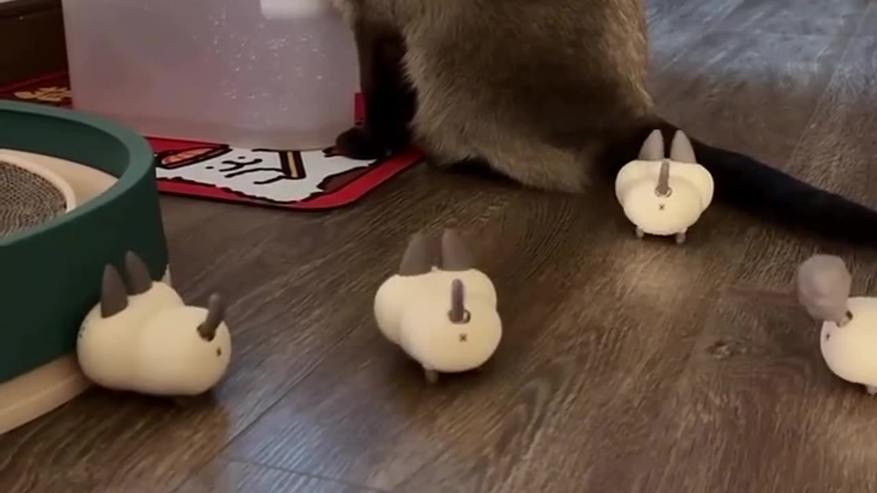 Cute Cats Playing and Jumping!